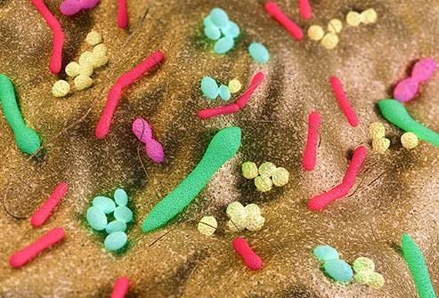 Microscope image of gut bacteria