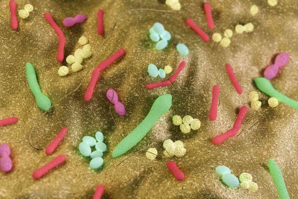 Magnified gut bacteria

